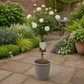 White Standard Rose Tree with Olive Grey Planter for patios and terraces