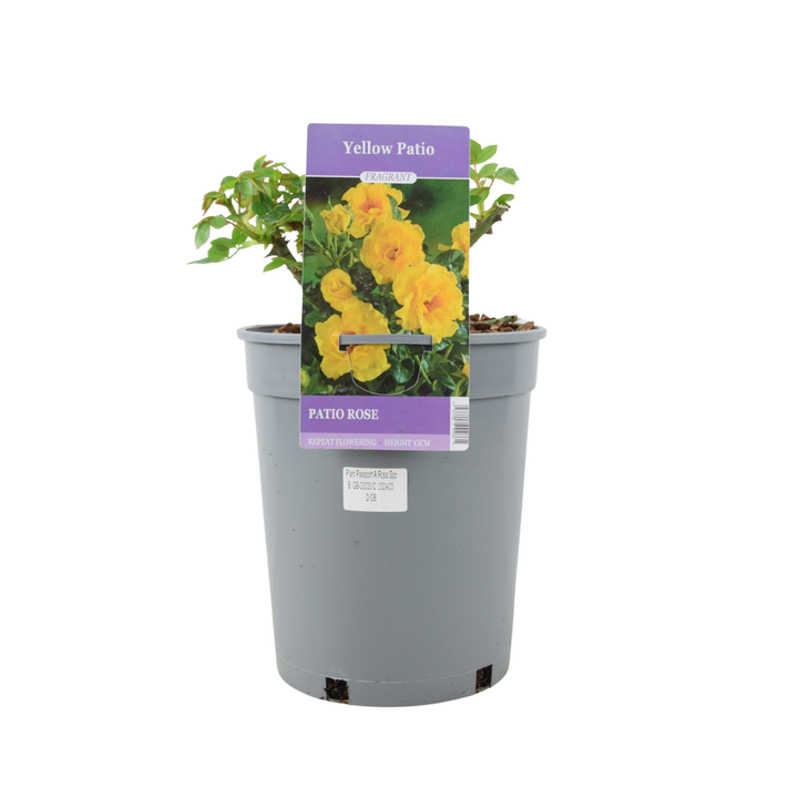 Yellow Patio Rose bush with fragrant flowers in a standard grower pot.