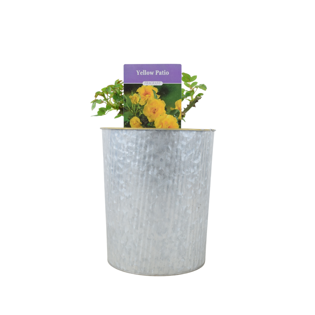 Yellow Patio Rose bush in a modern Metal Vertical Line Zinc planter.
