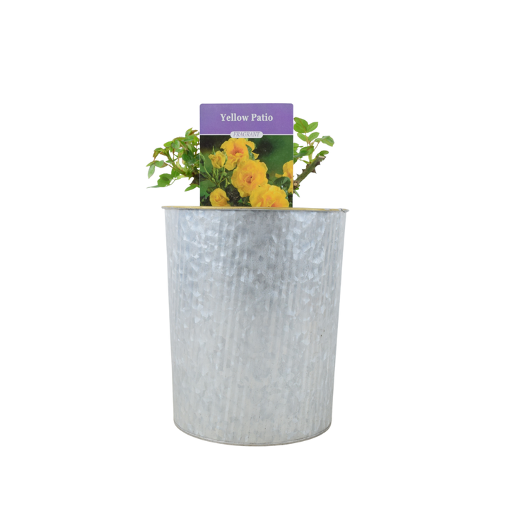 Yellow Patio Rose bush in a modern Metal Vertical Line Zinc planter.