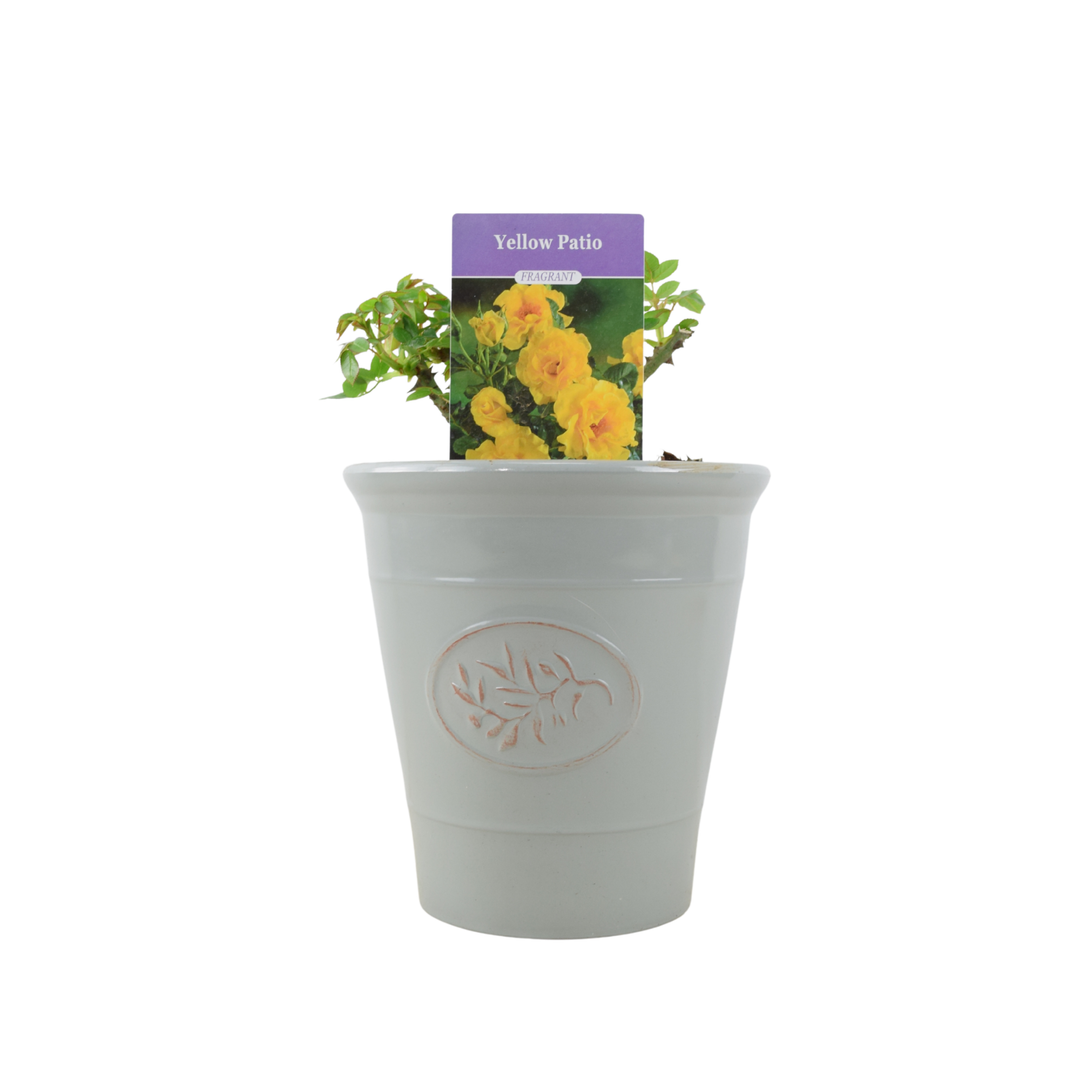 Yellow Patio Rose plant arranged in a decorative Plastic Olive Grey pot.