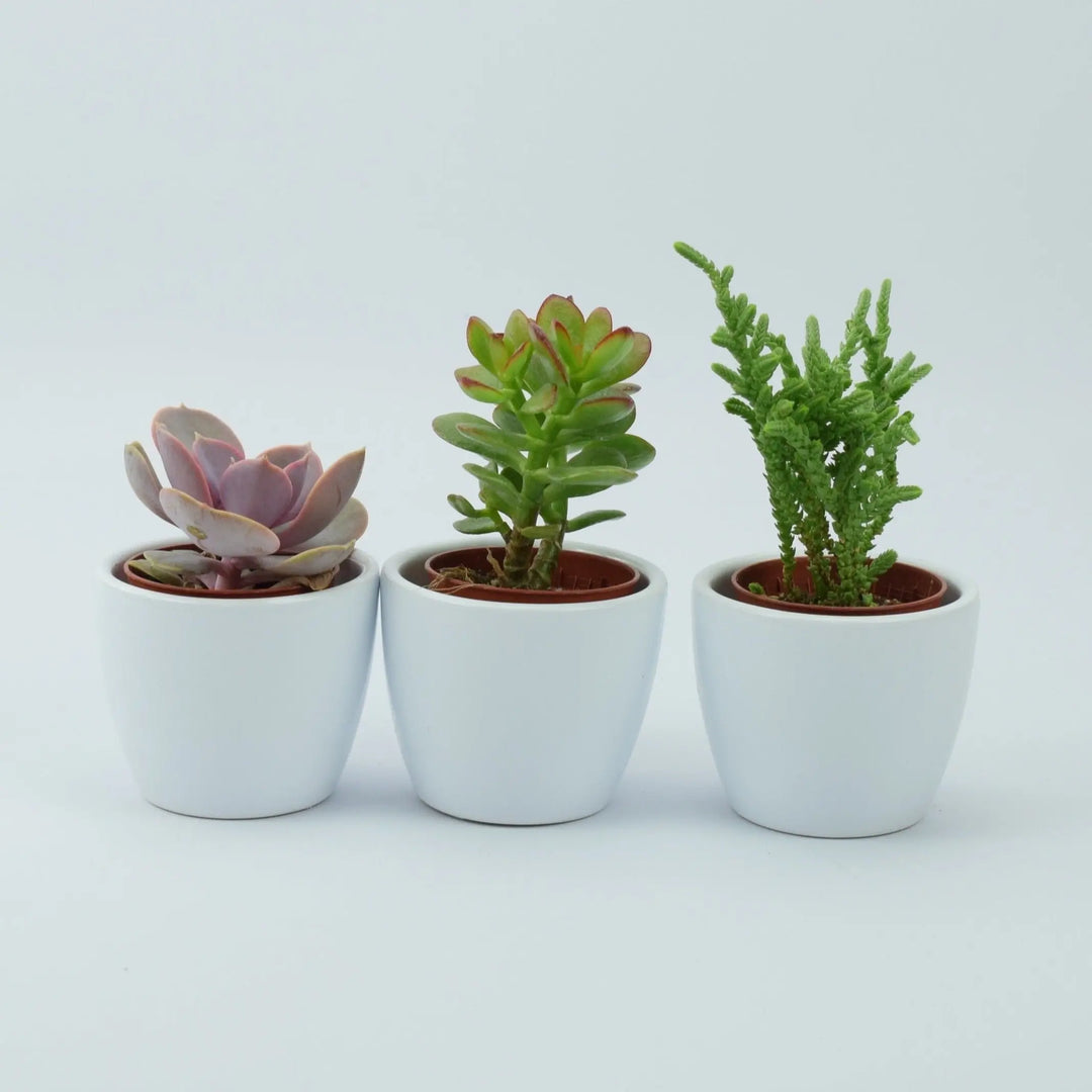 succulent pots uk Trio of Succulents in 6cm White Ceramic Pots