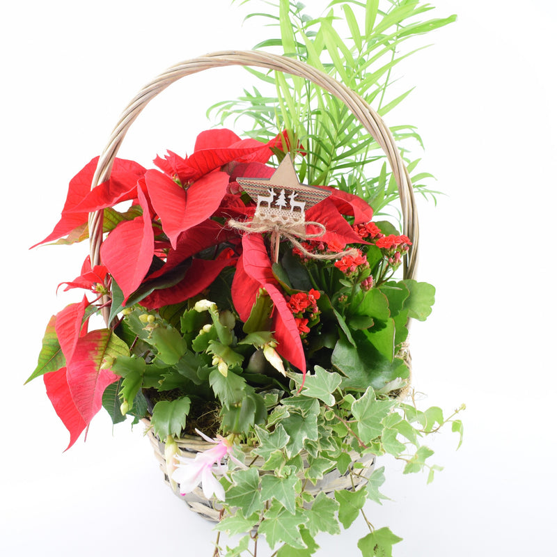 Christmas Indoor Large Planted Basket with Christmas Pick
