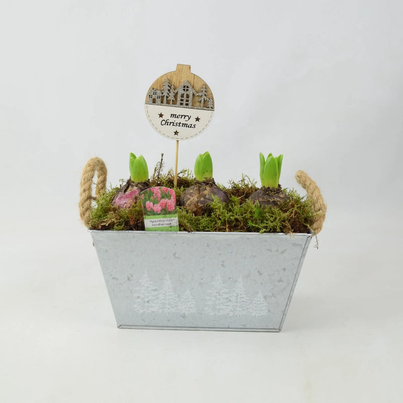 Hyacinth Planted Metal Christmas Trough x 3 Bulbs