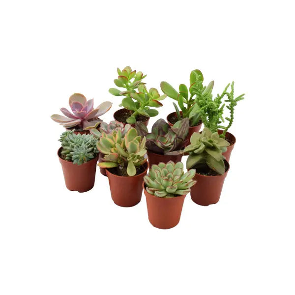 10 x Succulents Mixed 5.5cm Pot