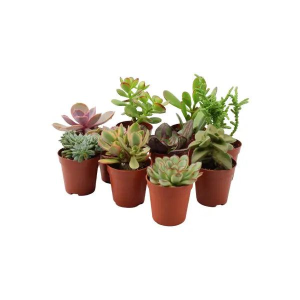 10 x Succulents Mixed 5.5cm Pot