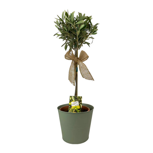 Olive Tree 50-60cm in Olive Green Pot