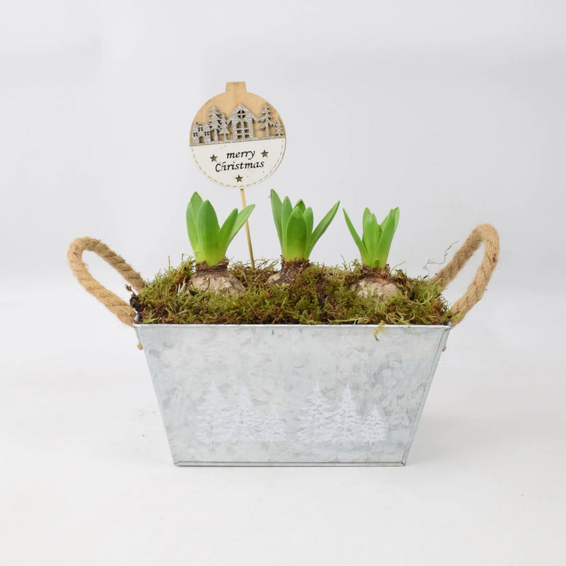 Hyacinth Planted Metal Christmas Trough x 3 Bulbs