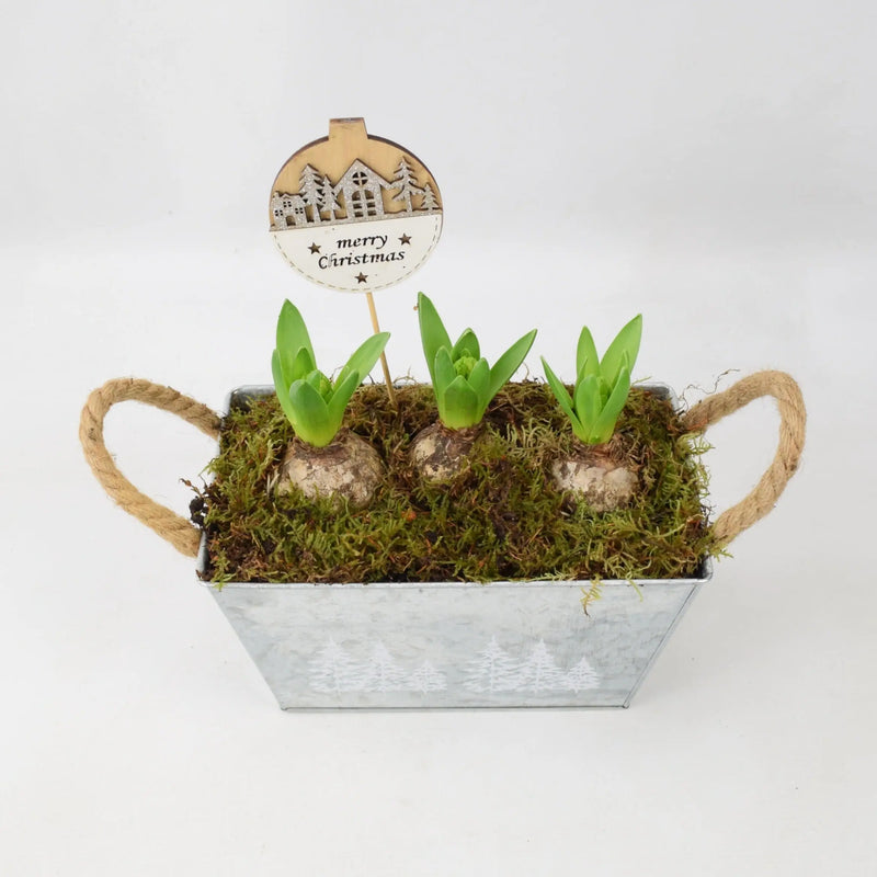 Hyacinth Planted Metal Christmas Trough x 3 Bulbs
