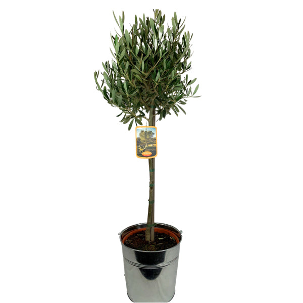 Olive Tree Large In Metal Bucket