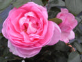 Rose Mum in a Million 5.5L Pot