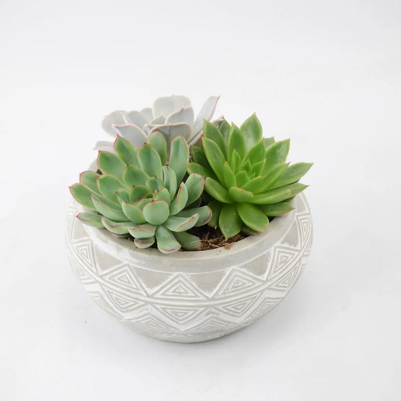 Echeveria Mixed in Ceramic Bowl