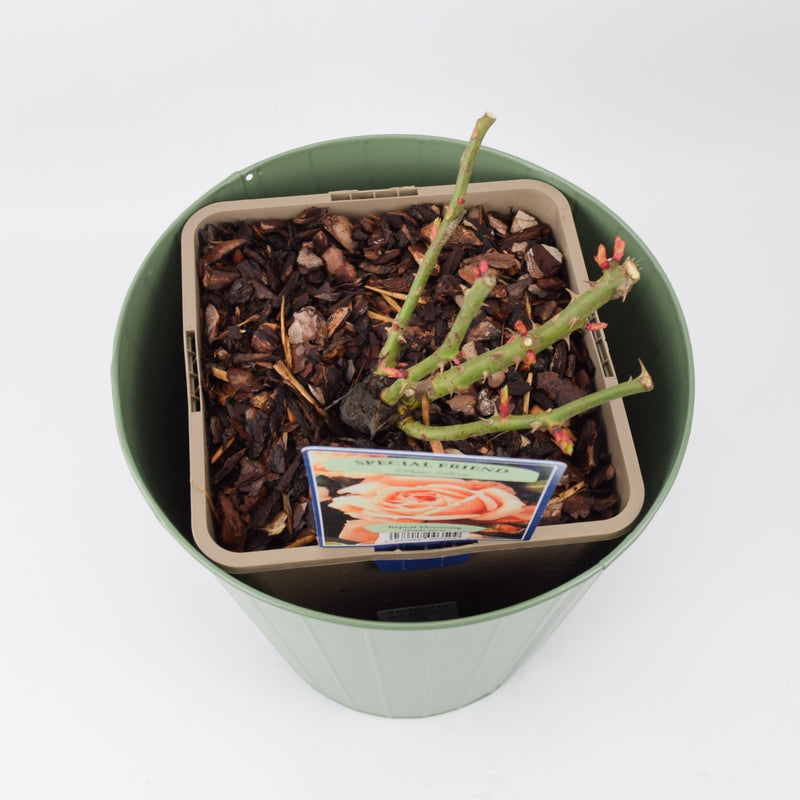 Rose Special Friend Bush 5.5L
