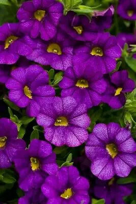 Calibrachoa Blue 9cm In Recyclable Pots x 3 Plants