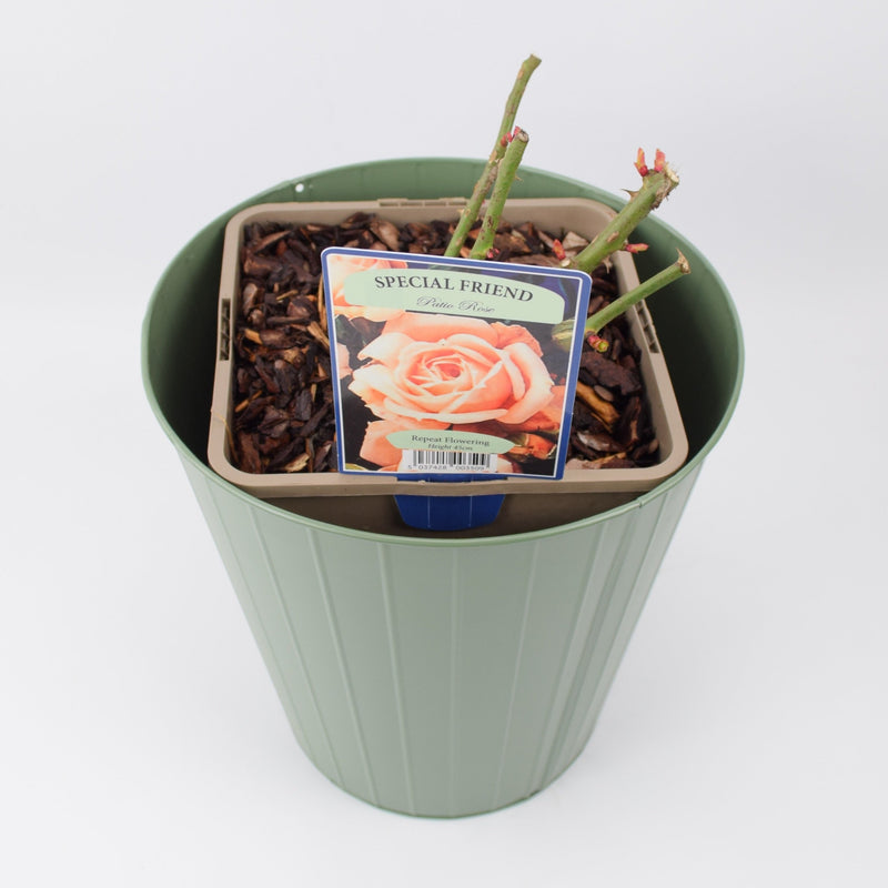 Rose Special Friend Bush 5.5L