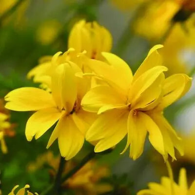 Bidens Double Yellow 9cm In Recyclable Pots x 3 Plants