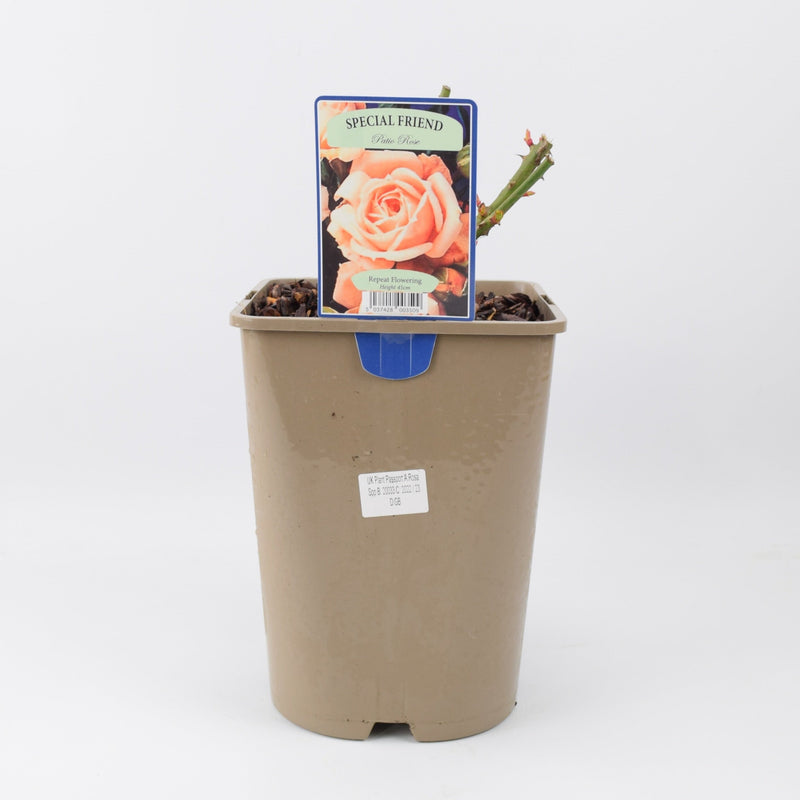 Rose Special Friend Bush 5.5L