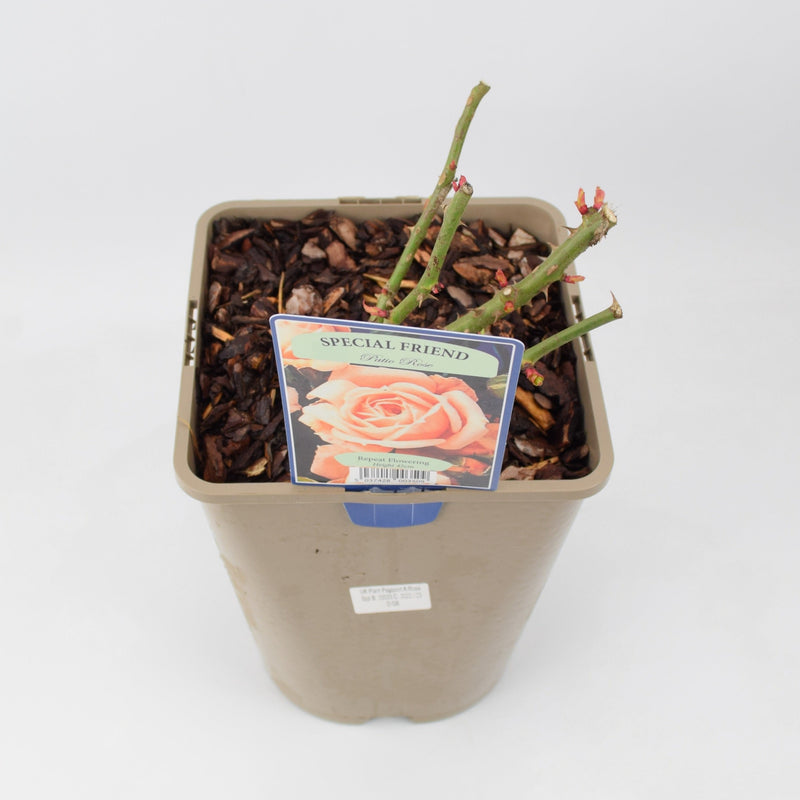 Rose Special Friend Bush 5.5L