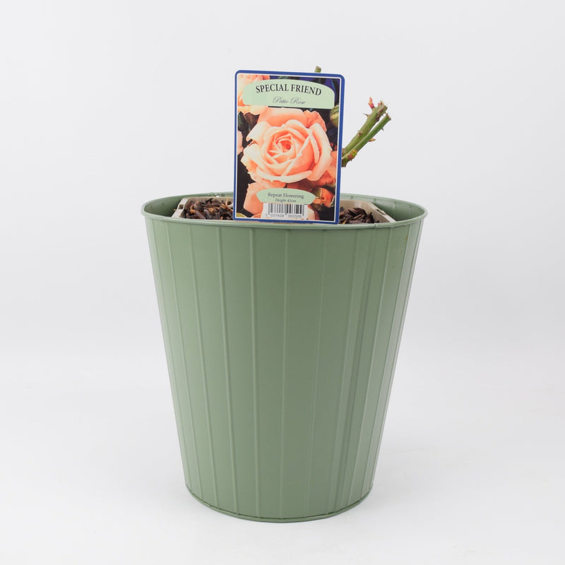 Rose Special Friend Bush 5.5L