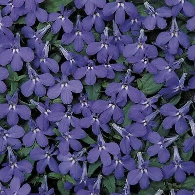 Lobelia Blue 9cm In Recyclable Pots x 3 Plants plants by post