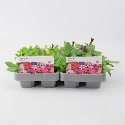Petunia Mixed 6 Pack x 2 (12 Plants)