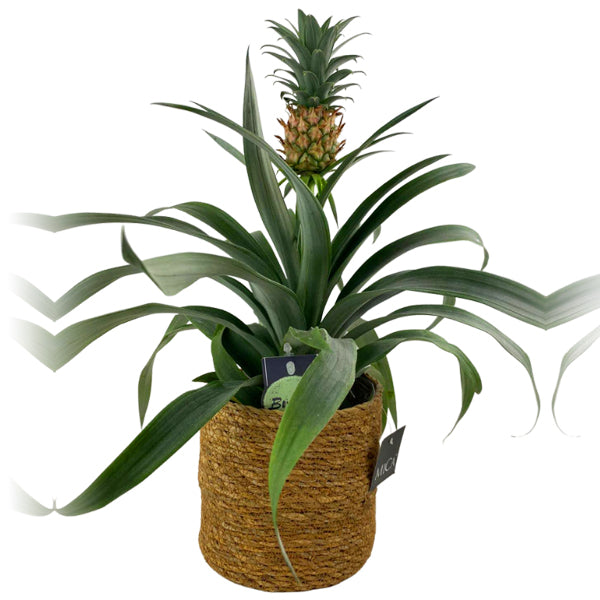 Pineapple in Sea Grass Basket