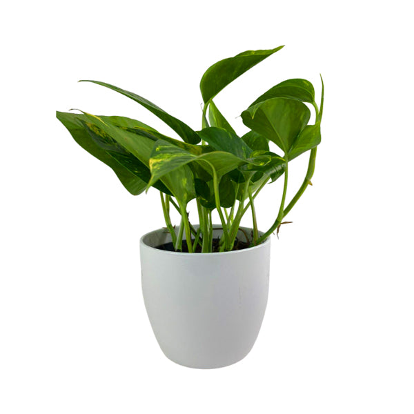 Epipremnum Aureum 12cm White Pot (indoor plant)