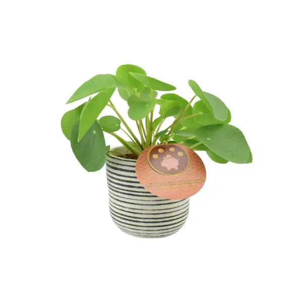 Pilea Pepperomiordes Chinese Money Plant 12cm Pot