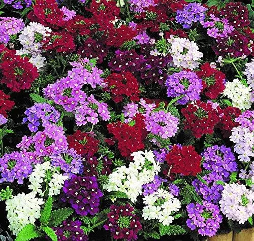 Verbena Mixed 6 Pack x 2 (12 Plants)