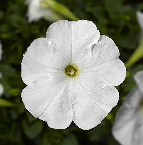 Petunia White 6 Pack x 2 (12 Plants) plants by post