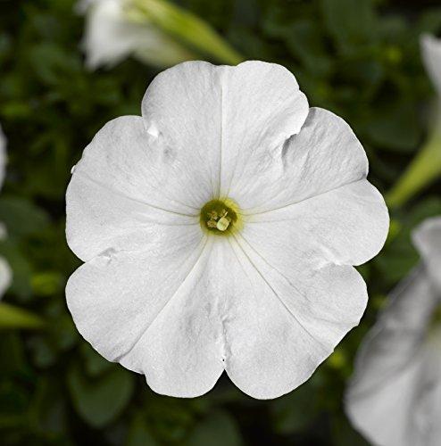 Petunia White 6 Pack x 2 (12 Plants)