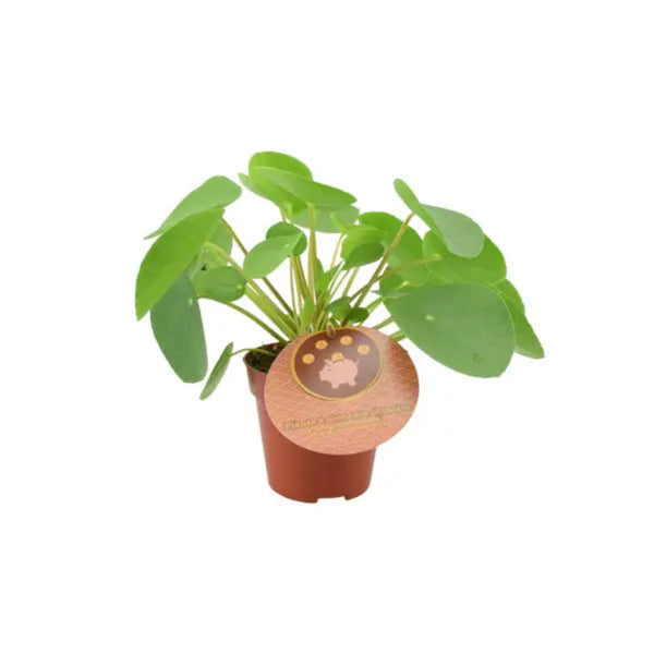 chinese money plant uk Pilea Pepperomiordes Chinese Money Plant 12cm Standard Pot