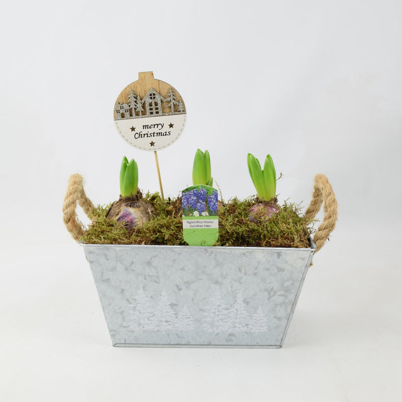 Hyacinth Planted Metal Christmas Trough x 3 Bulbs