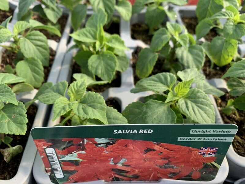 Salvia Red 6 Pack x 2 (12 Plants)