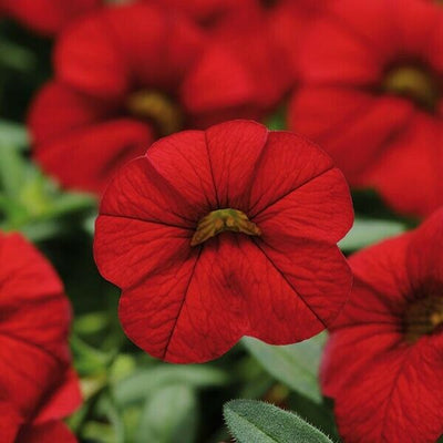 Calibrachoa Red 9cm In Recyclable Pots x 3 Plants