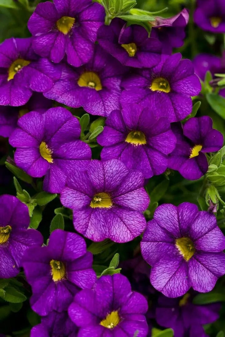 Calibrachoa Blue 9cm In Recyclable Pots x 3 Plants