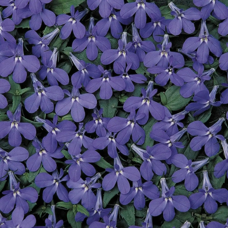 Lobelia Blue 9cm In Recyclable Pots x 3 Plants plants by post