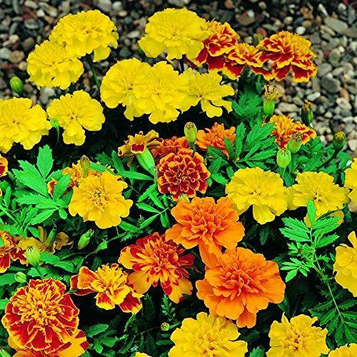 Marigold French Mixed 6 Pack x 2 (12 Plants)