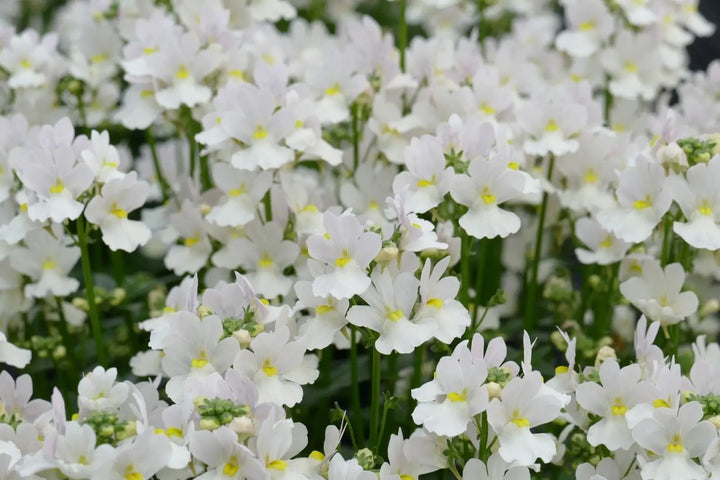Nemesia Wisley Vanilla 1L Pot x 2