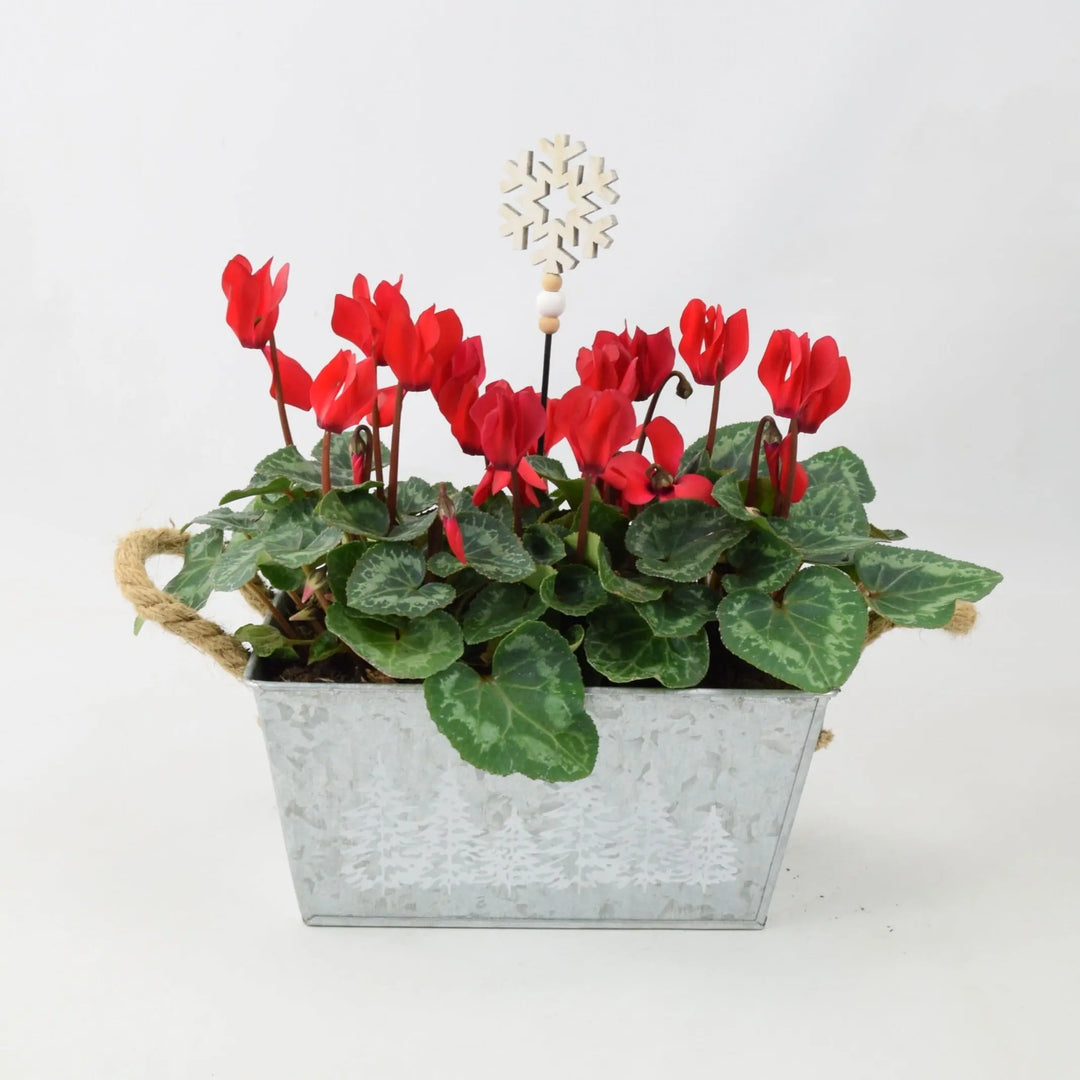 Cyclamen Red in Christmas Trough Plants By Post