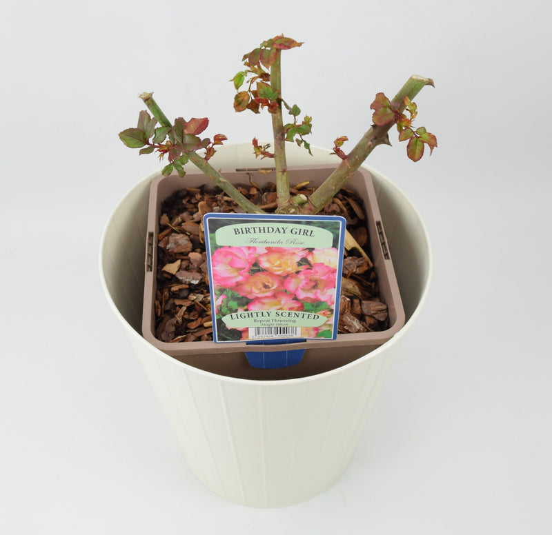 Rose Birthday Girl 5.5 Litre Pot