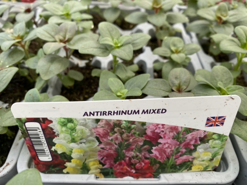 Antirrhinum Mixed 12 Pack x 2 (24 Plants)