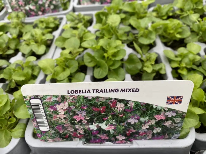 Lobelia Trailing Mixed 12 Pack x 2 (24 Plants)
