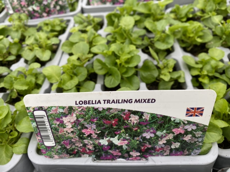Lobelia Trailing Mixed 12 Pack x 2 (24 Plants)