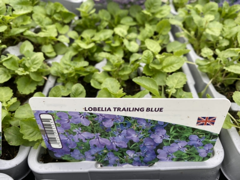 Lobelia Trailing Light Blue 12 Pack x 2  (24 Plants)