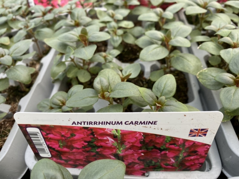 Antirrhinum Carmine 12 Pack x 2 (24 Plants)