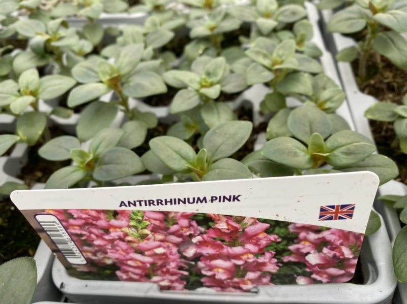 Antirrhinum Pink 12 Pack x 2 (24 Plants)