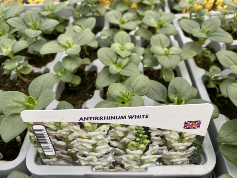 Antirrhinum White 12 Pack x 2 (24 Plants)