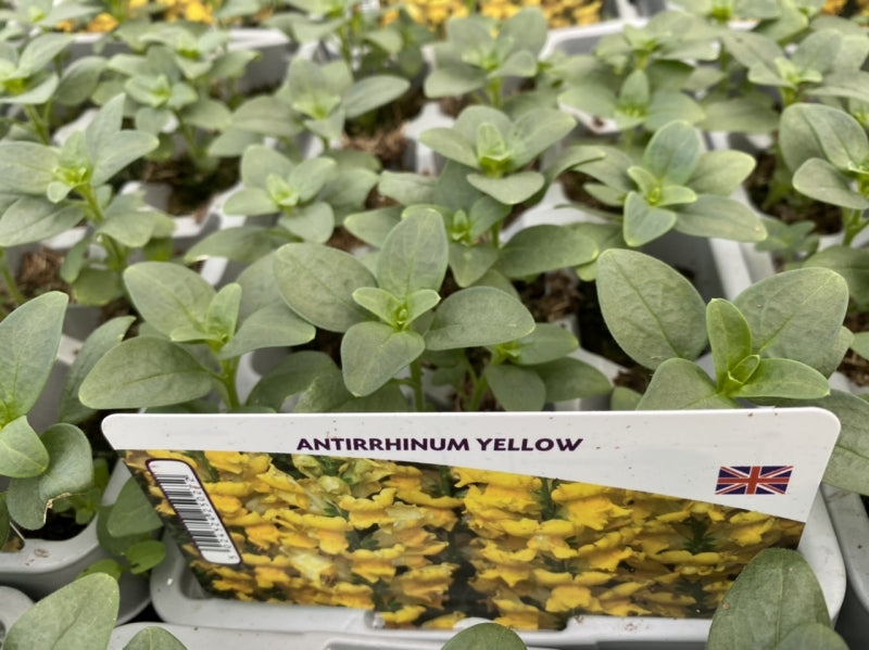 Antirrhinum Yellow 12 Pack x 2 (24 Plants)