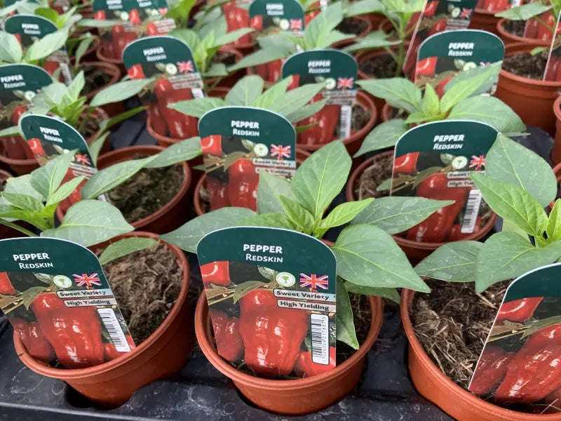 Pepper Redskin 9cm Pots x 3 plants by post